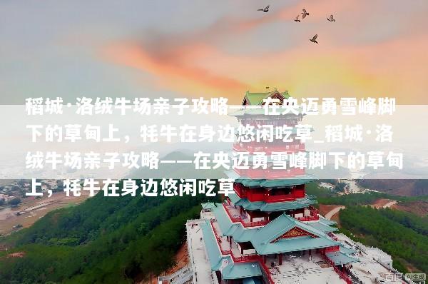 稻城·洛绒牛场亲子攻略——在央迈勇雪峰脚下的草甸上，牦牛在身边悠闲吃草_稻城·洛绒牛场亲子攻略——在央迈勇雪峰脚下的草甸上，牦牛在身边悠闲吃草