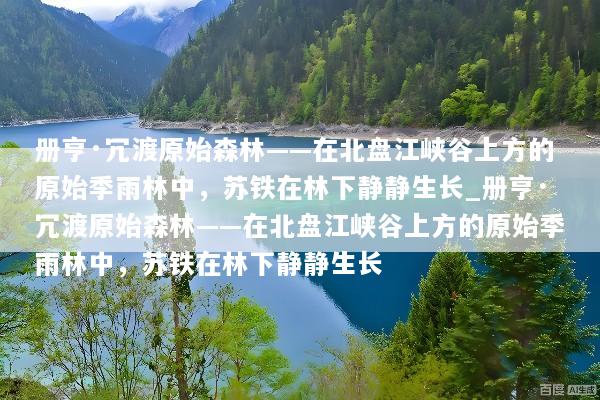 册亨·冗渡原始森林——在北盘江峡谷上方的原始季雨林中，苏铁在林下静静生长_册亨·冗渡原始森林——在北盘江峡谷上方的原始季雨林中，苏铁在林下静静生长