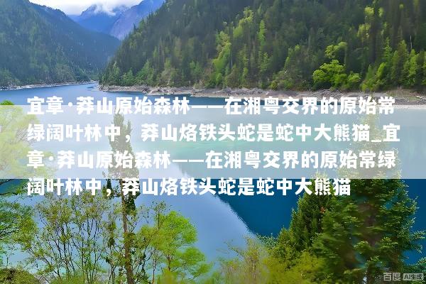 宜章·莽山原始森林——在湘粤交界的原始常绿阔叶林中，莽山烙铁头蛇是蛇中大熊猫_宜章·莽山原始森林——在湘粤交界的原始常绿阔叶林中，莽山烙铁头蛇是蛇中大熊猫
