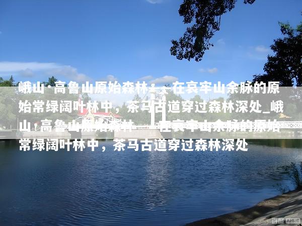 峨山·高鲁山原始森林——在哀牢山余脉的原始常绿阔叶林中，茶马古道穿过森林深处_峨山·高鲁山原始森林——在哀牢山余脉的原始常绿阔叶林中，茶马古道穿过森林深处